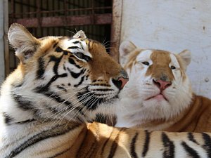 Bengálští tygři z cirkusu Arlet.