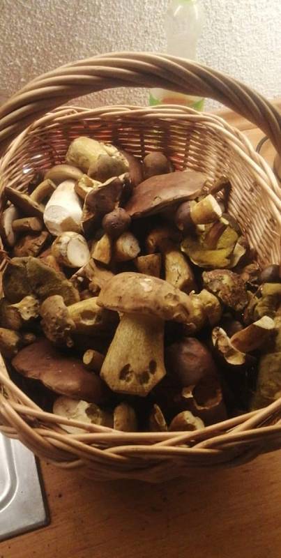 Nalezené houby zaslali: Gabriella Švachová