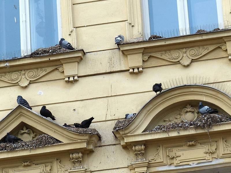 DŮM ČP. 76 V ULICI MSGRE B. STAŠKA se tváří, jako by patřil výhradně holubům.