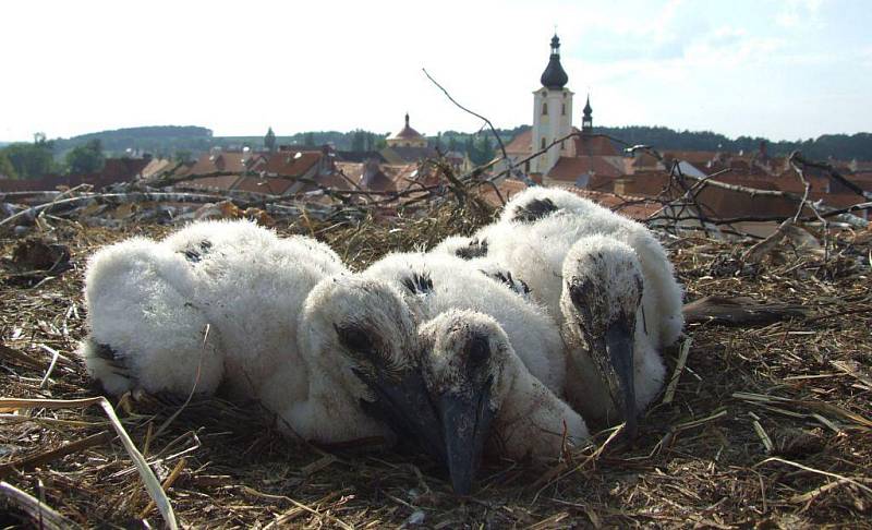 Kontrola hnízd a kroužkování čápů bílých.