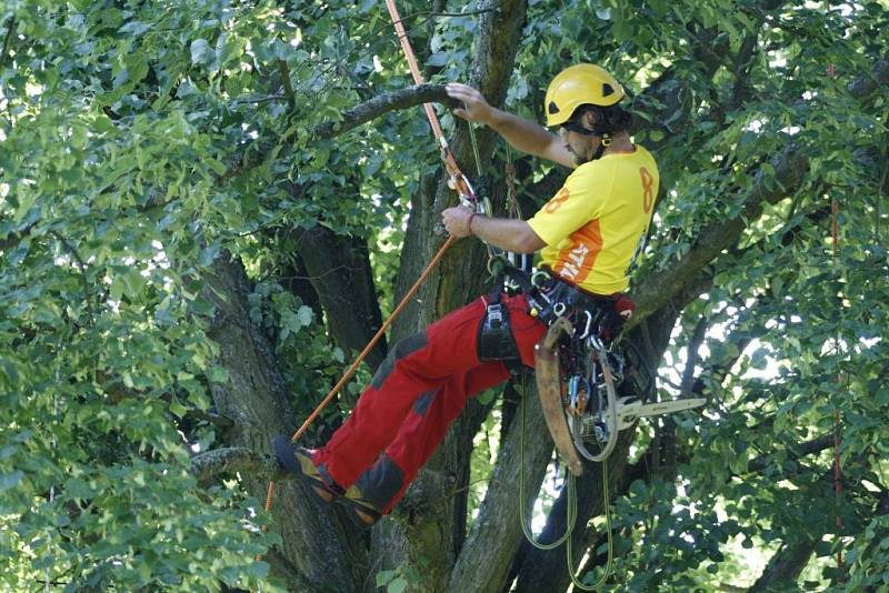 Arboristé ošetřili Kozinovu lípu.