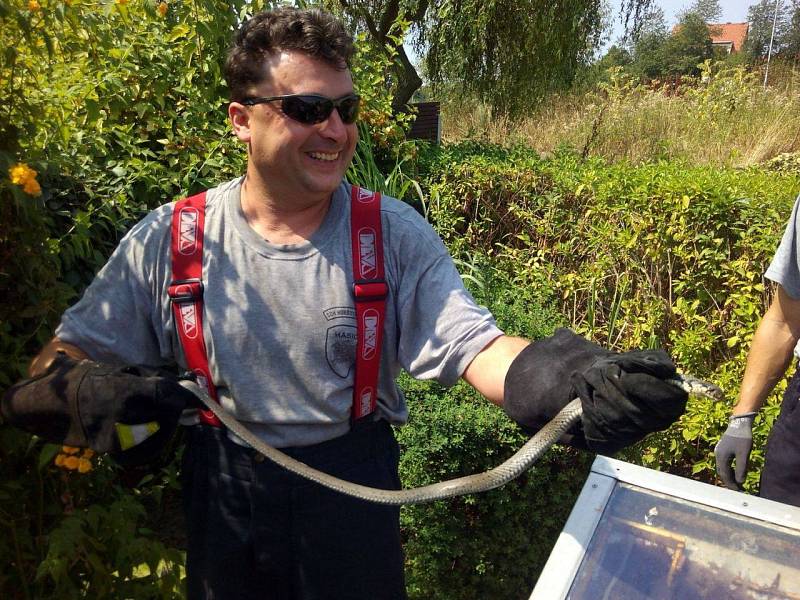 ODCHYCENÁ UŽOVKA. Hasičům nedalo, aby si cíl svého zásahu nezvěčnili. S užovkou pózoval starosta hasičů Petr Lahoda.