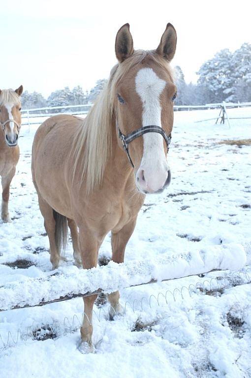 Na Pelechy a Pasečnici v úterý 25. března udeřila zima.