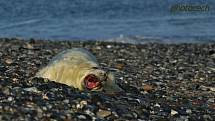 Vladimír Čech z Klenčí zachytil na ostrově Helgoland-Düne mimo jiné i narození tuleně.