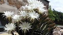 Kohlovi z České Kubice mají doma dva kaktusy- rekordmany. Zdobí je desítky květů.