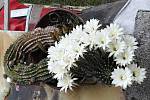 Kohlovi z České Kubice mají doma dva kaktusy- rekordmany. Zdobí je desítky květů.