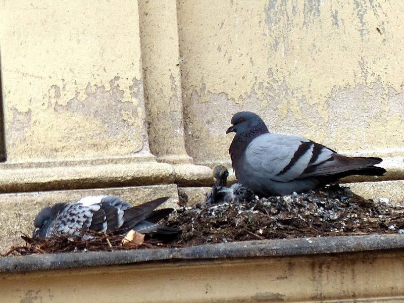 V pátek se holubi nerušeně pohybovali po římskách domu. To by mělo skončit.