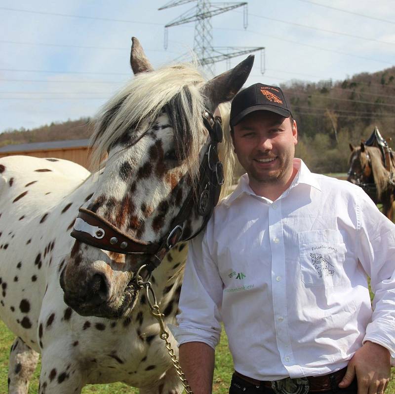 Jiří Foist se s hřebci Narexem a Nachem zúčastní víkendové soutěže chladnokrevních koní v Rakousku. Pokud vyhrají 1. nebo 2. místo, postoupí na mistrovství Evropy. Foto: archiv J. Foista