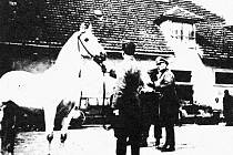 V květnu 1945 zachránili američtí vojáci z hřebčína v Hostouni stovky vzácných koní. Událost vešla do dějin jako Operace Kovboj.