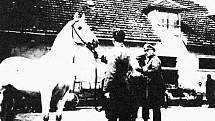 V květnu 1945 zachránili američtí vojáci z hřebčína v Hostouni stovky vzácných koní. Událost vešla do dějin jako Operace Kovboj. Foto: Paměť národa