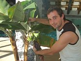 Plavčík Erik Baka ukazuje trs banánů, které právě dozrávají v Centru vodní zábavy ve Kdyni.