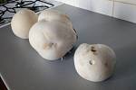 Nalezené houby zaslali: Wendy Kisová