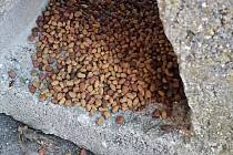 Pejskaři nacházejí pohozené krmivo na různých místech v Domažlicích.