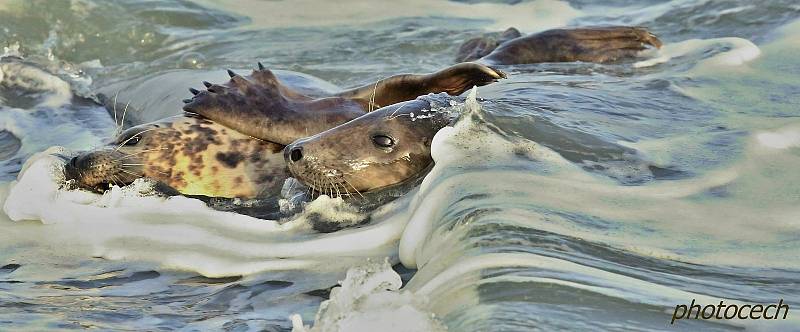 Vladimír Čech z Klenčí zachytil na ostrově Helgoland-Düne mimo jiné i narození tuleně.