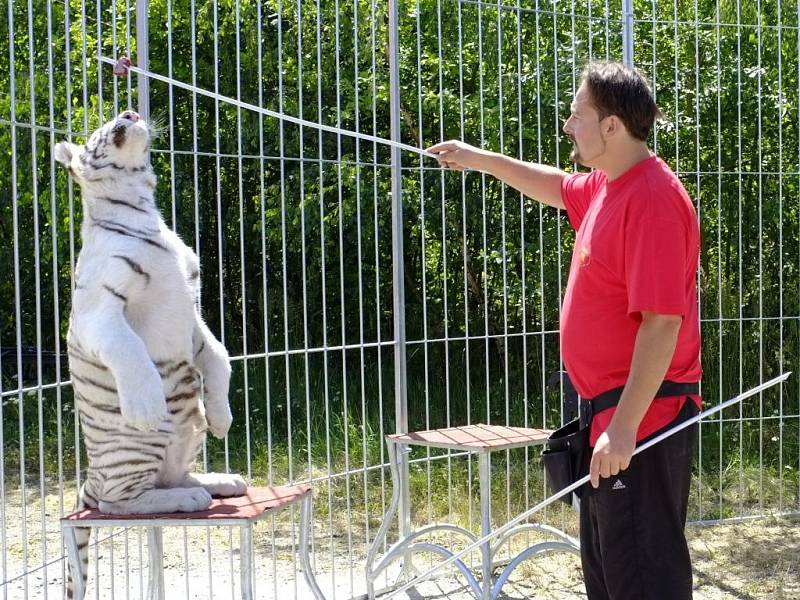 Bílý tygr ussurijský s krotitelem Karlem Berouskem.