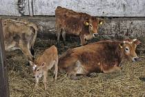 Týrané krávy nabírají sílu v Chodské Lhotě ve společnosti Pošumavské zemědělství, která vlastní 400 kusů dobytka.