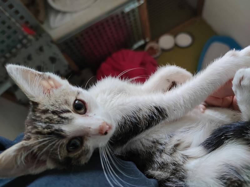 Zázemí pro čerstvě kastrované kočky chtějí zřídit v Trhanově zachránkyně zvířat.