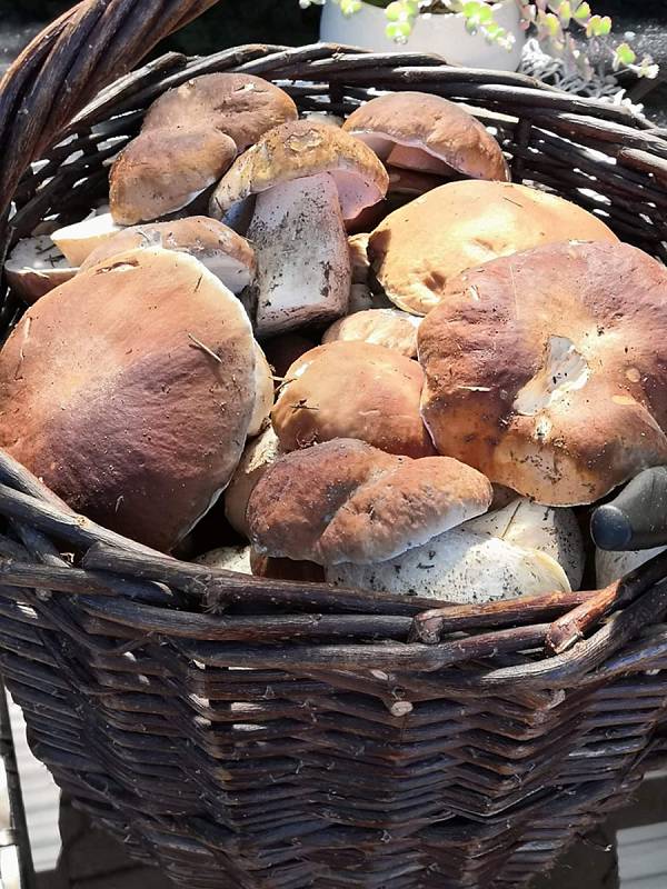 Nalezené houby zaslali: Zdenka Sellnarová