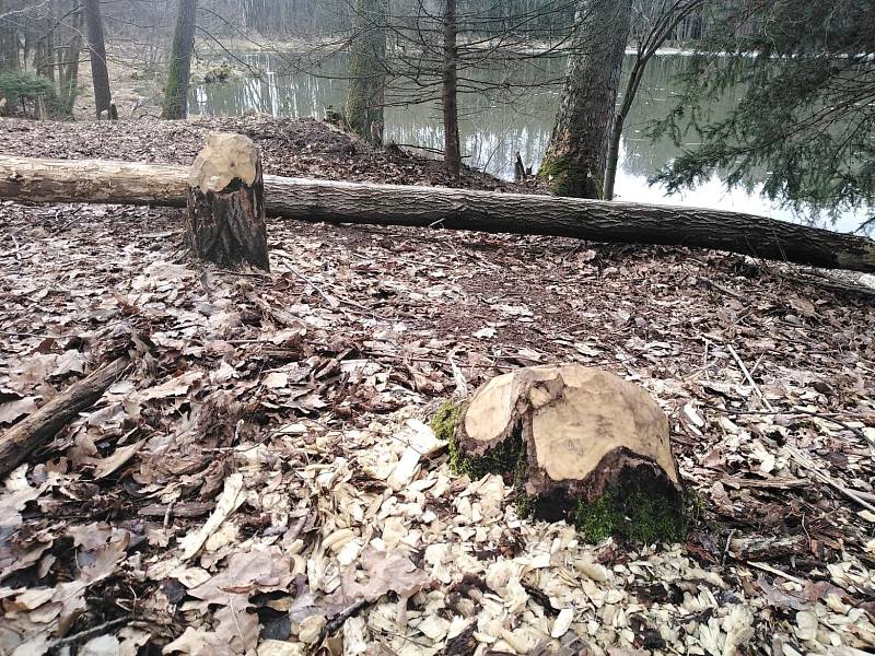 Bobr řádí na Radošovském rybníku v Zelenově u Domažlic.