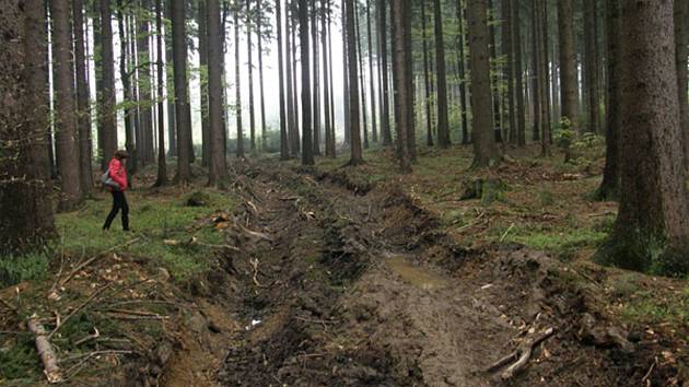 Nešetrným přibližováním vytěženého dřeva poškodili kořeny okolních stromů a další.