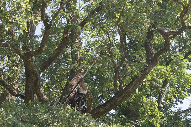 ODBORNÝ ZÁSAH v korunách nemanických dubů provedl zkušený arborista.