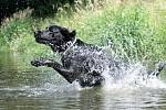 Osvěžením ve vodě nepohrdne mnoho psů. Ilustrační snímek