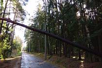 Napůl spadlý strom ohrožující lidi na lesní cestě Hradečnice.
