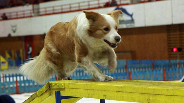 Agility, psí závody