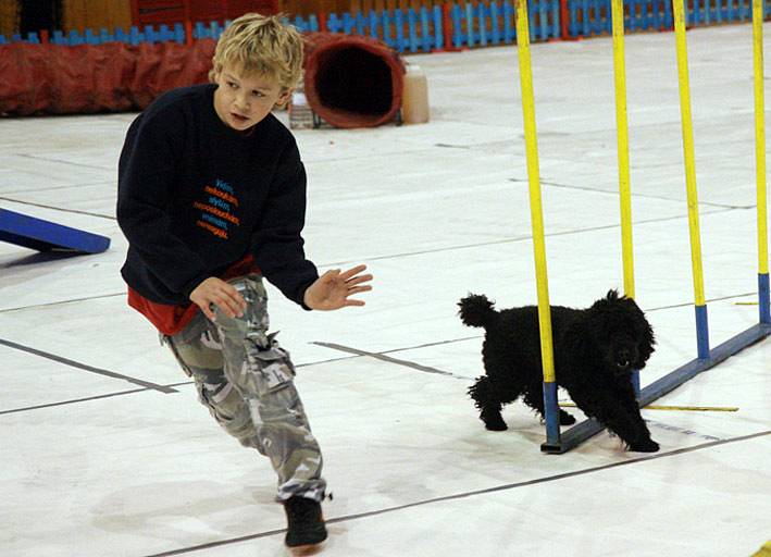 Agility, psí závody