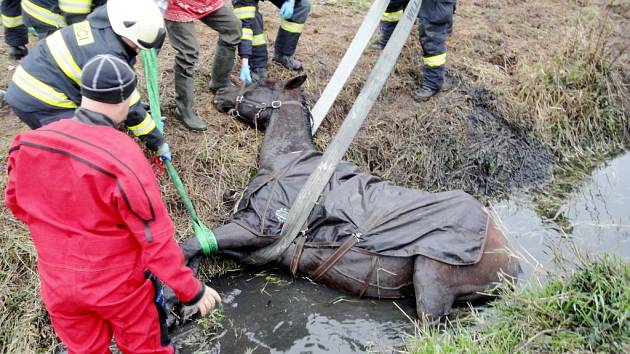 Záchrana koně z potoka u Skaličky na Hradecku.