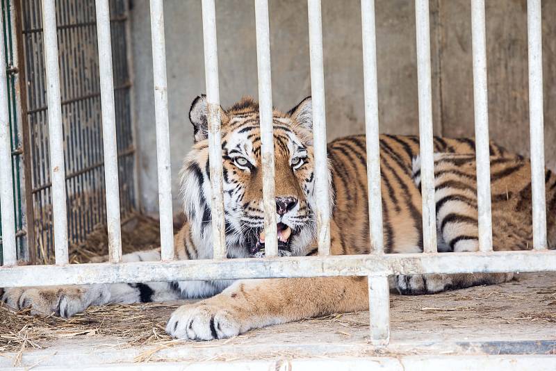 Ve Štítu na Královéhradecku došlo k útěku Tří šelem z klece v Bioparku Štít.