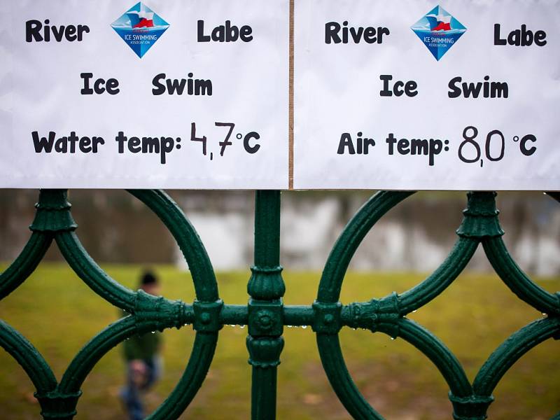 River Labe Ice Swim v Hradci Králové.