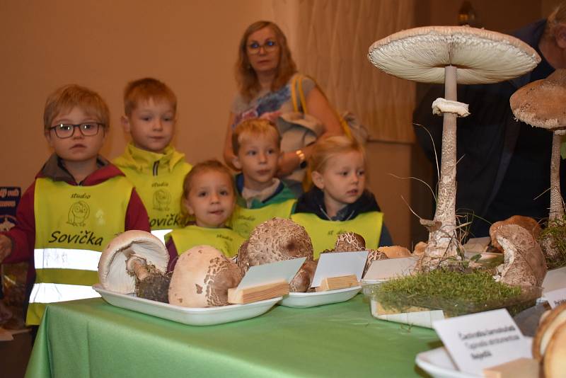 Víc než 500 druhů hub vystavují mykologové v Muzeu východních Čech v Hradci Králové.