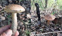 Je duben a v Hradci Králové už rostou hřibovité houby.
