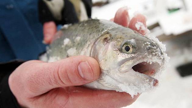 Rybník v Holohlavech je přes zimu plný rybářů z celého regionu. Láká je sem lov ryb dírami vyvrtanými do ledu.