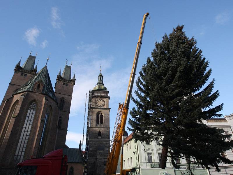 Instalace vánočního stromu na Velkém náměstí v Hradci Králové.