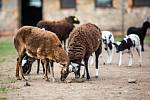 Sucho ohrožuje farmáře, kteří nebudou mít dostatek potravy pro zvířata.