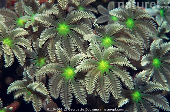 Nebezpečná krása, korál Clavularia sp
