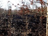 Požár lesa u obce Králíky na Hradecku.