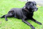 Kříženec labradora: jméno: Luky, pohlaví: pes, věk: 8 let, barva: černá, velikost v kohoutku: 55 cm. Mohutný, bezproblémový pes, veselé a přátelské povahy. Ideální k hodným lidem do domku se zahradou.