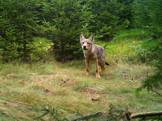 Genetické analýzy podle ochranářů potvrdily, že vlci na Broumovsko přišli z oblasti Bory Dolnoslaskie v Polsku – asi 100 kilometrů severozápadně od Broumovska, která je součástí takzvané lužické populace vlka.