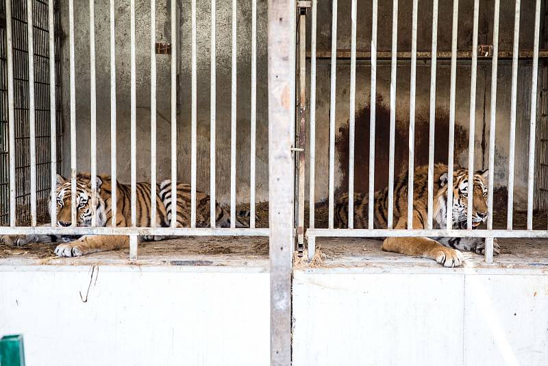 Ve Štítu na Královéhradecku došlo k útěku Tří šelem z klece v Bioparku Štít.