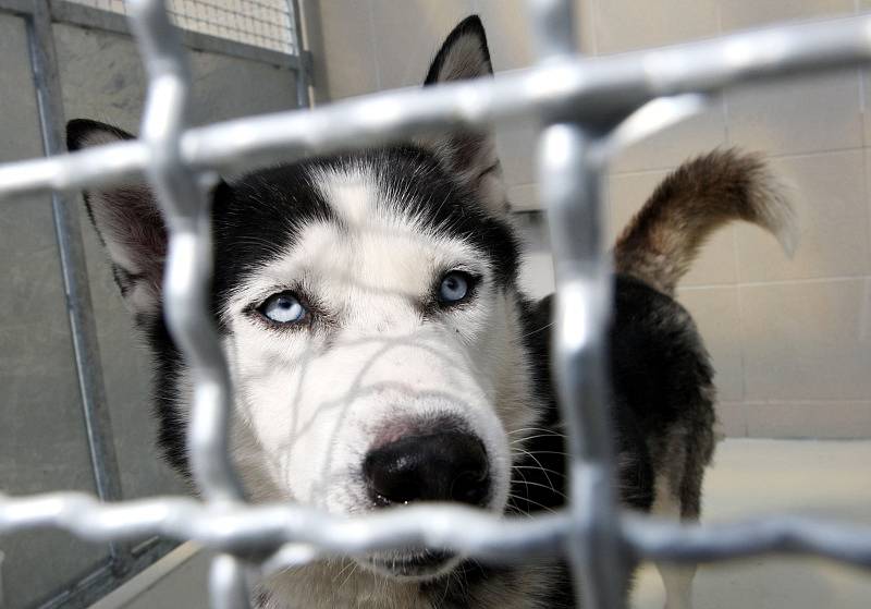 Nový útulek pro zvířata za více než dvacet milionů korun otevřela hradecká radnice nedaleko lesního hřbitova v Malšovicích. Areál nabízí 72 míst pro psy, z toho osm v karanténě.