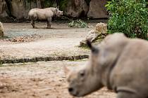 Nosorožec dvourohý v Zoologické zahradě Dvůr Králové nad Labem.