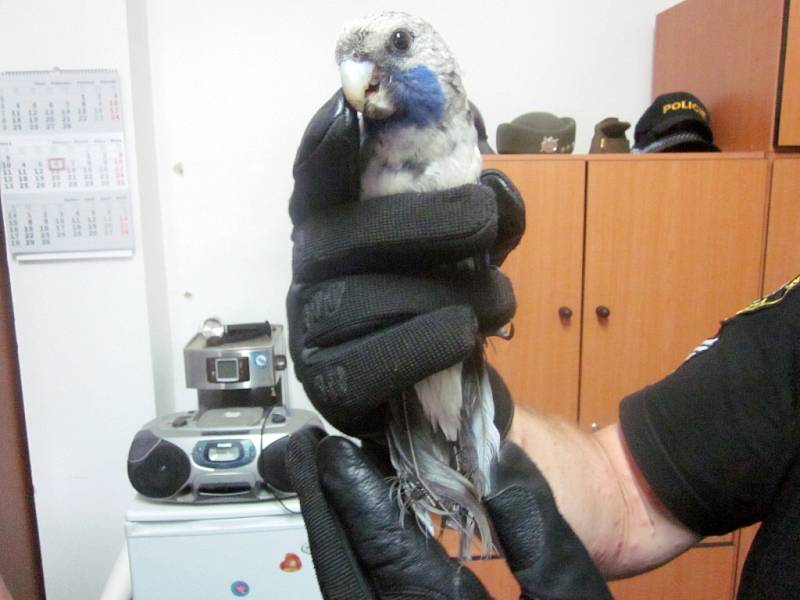 Papoušek na "návštěvě" v kanceláři střážníků.