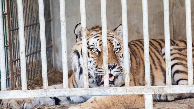 Útěk zvířat ze štítského Bioparku.