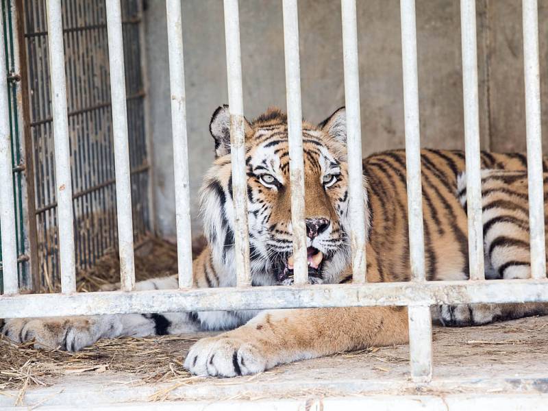 Útěk zvířat ze štítského Bioparku.