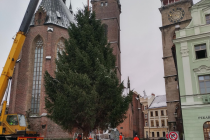 Vánoční strom byl na hradeckém Velkém náměstí instalován v úterý dopoledne.