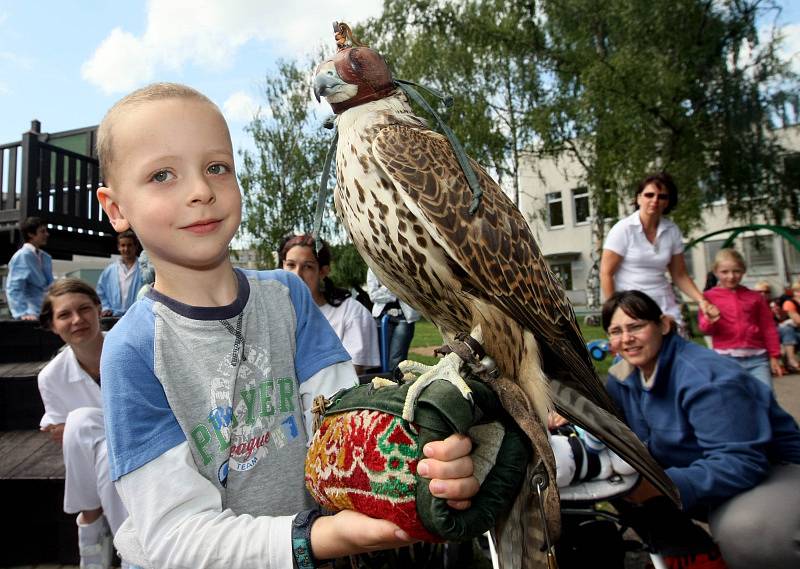 Raroha velkého a výra velkého přivezli ukázet pacientům Dětské kliniky královéhradecké fakultní nemocnice lesní pedagogové z Lesů České republiky.