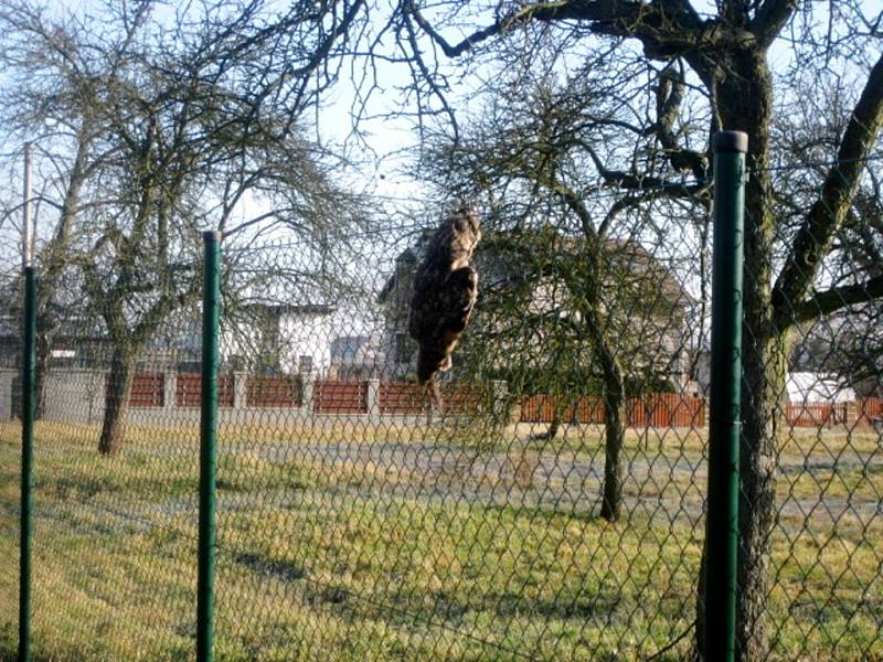 Záchrana sovy uvízlé v plotu v Hradci Králové.